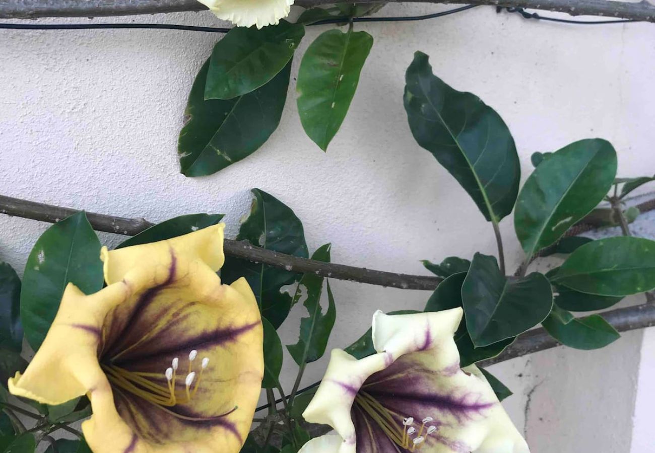 Maison à Azeitão - Quinta Nova