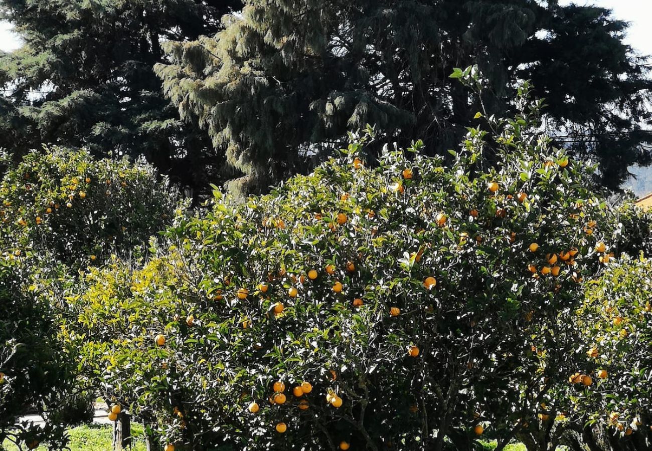 Maison à Azeitão - Quinta Nova