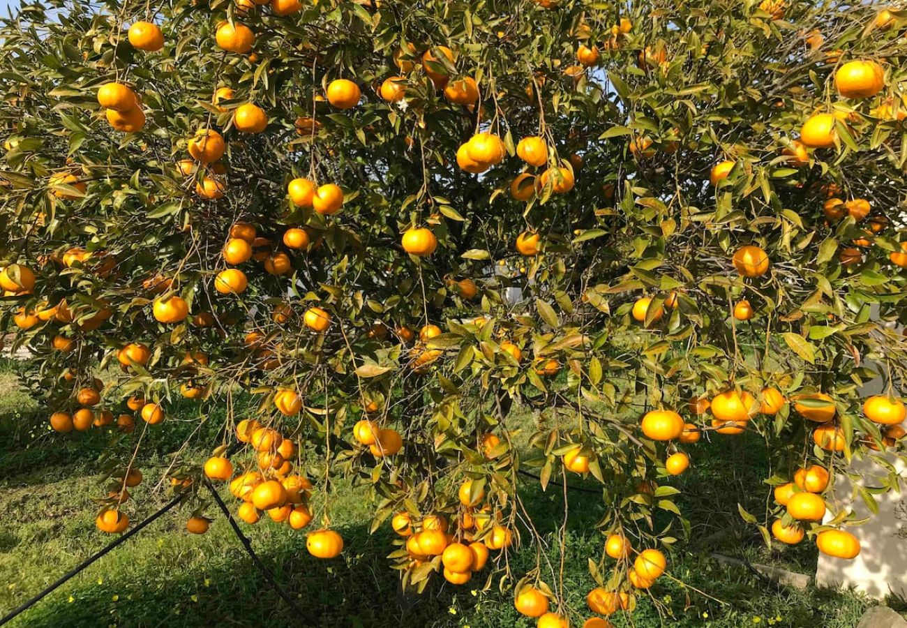 Maison à Azeitão - Quinta Nova