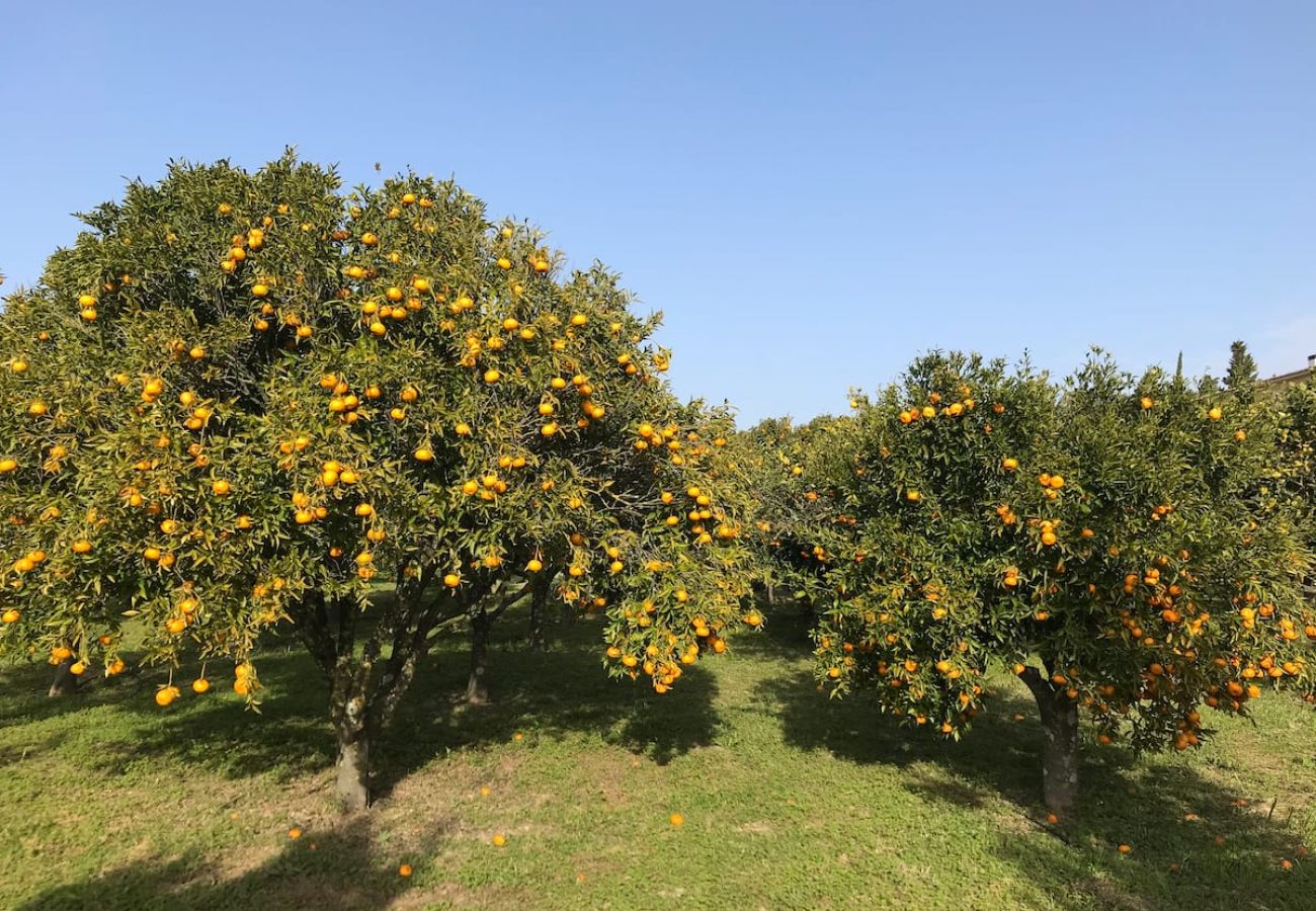 Maison à Azeitão - Quinta Nova